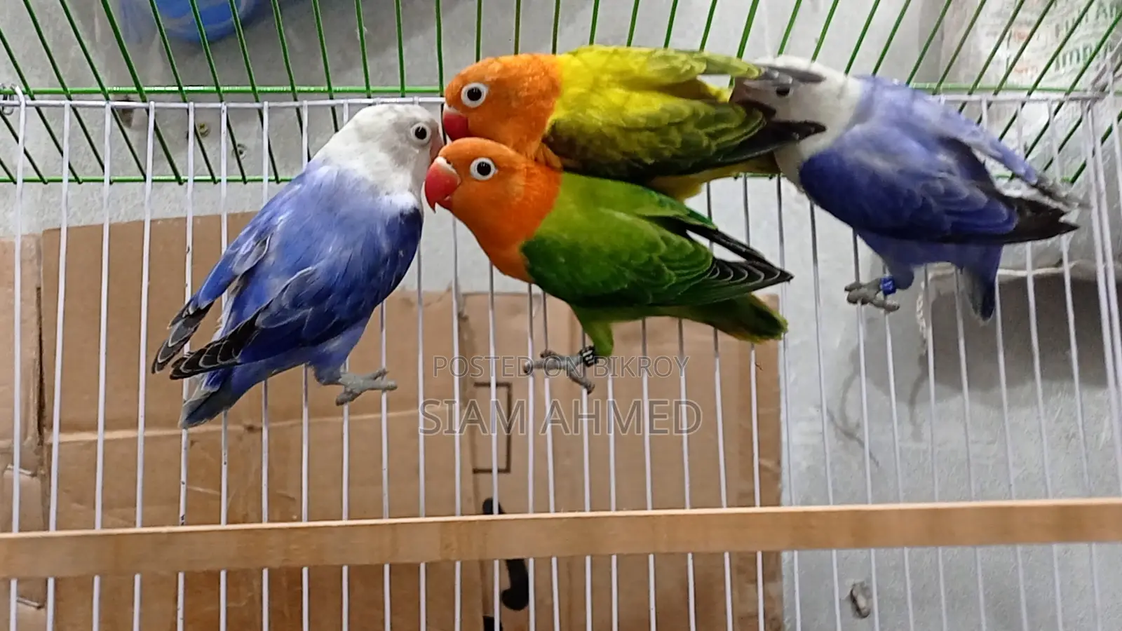 Lovebirds