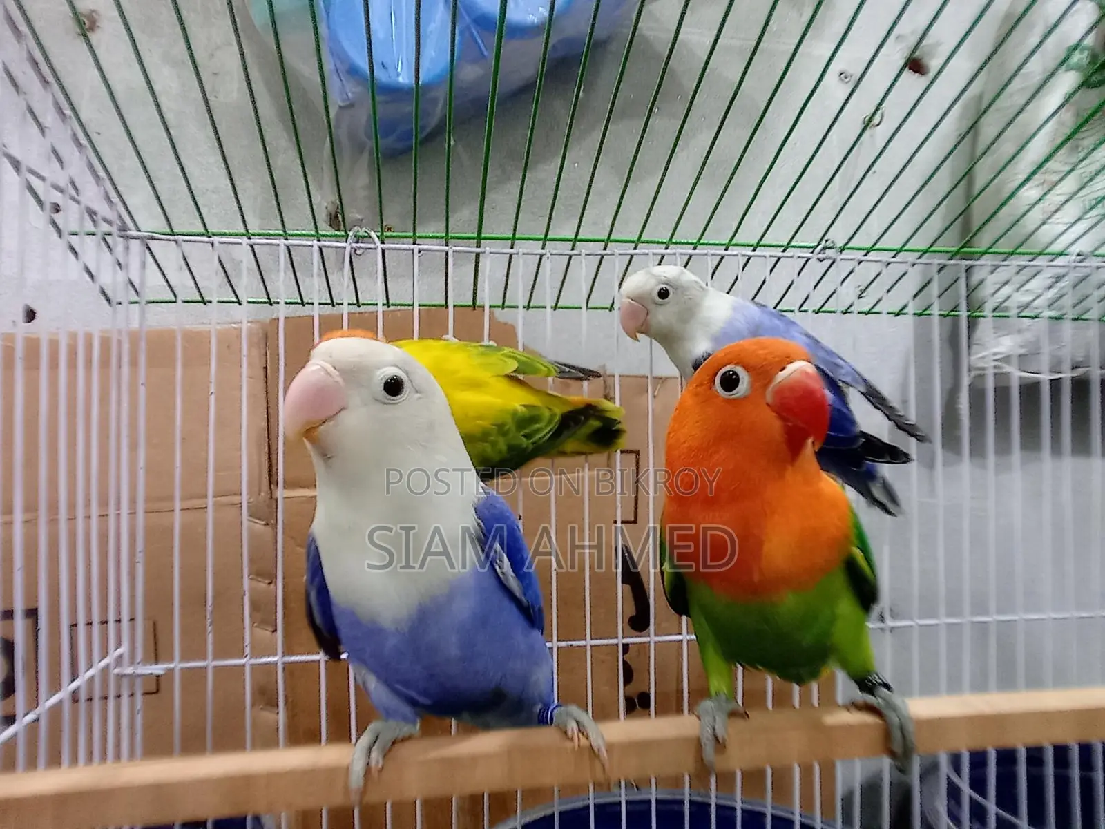 Lovebirds