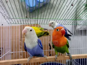 Lovebirds