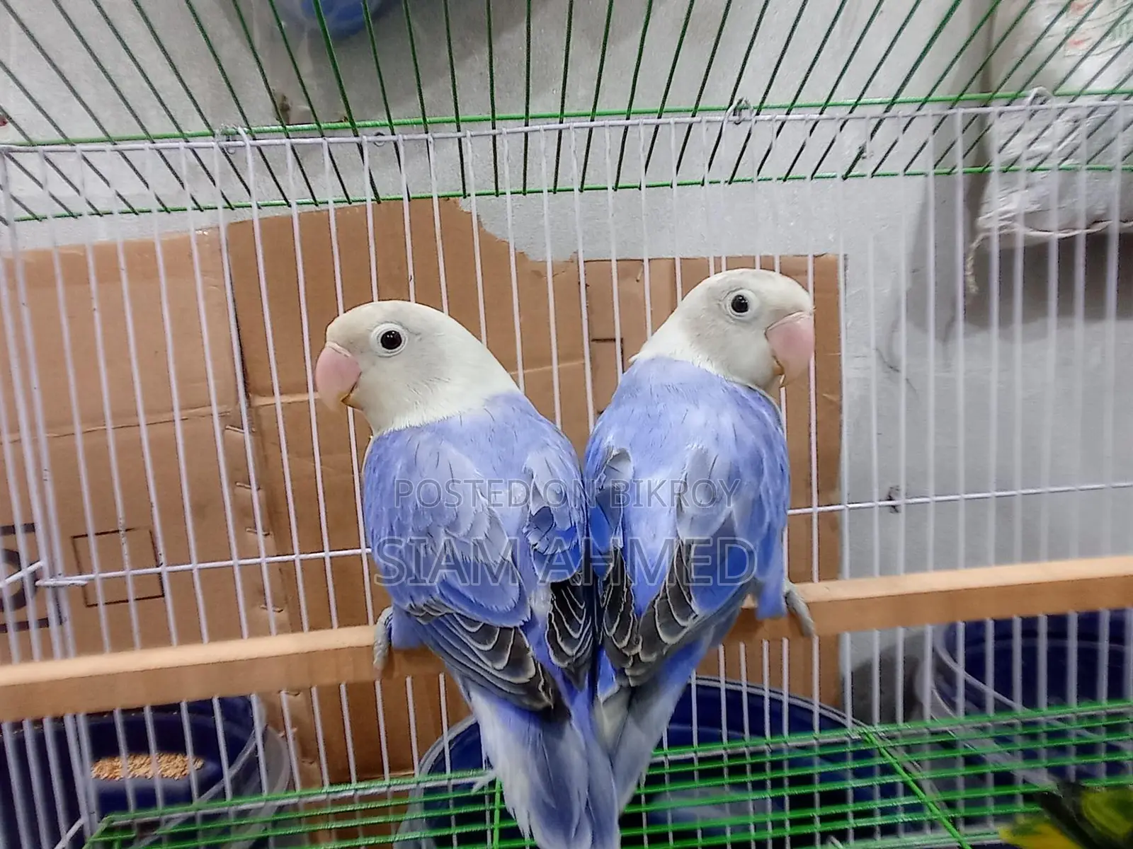 Lovebirds