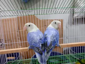 Lovebirds