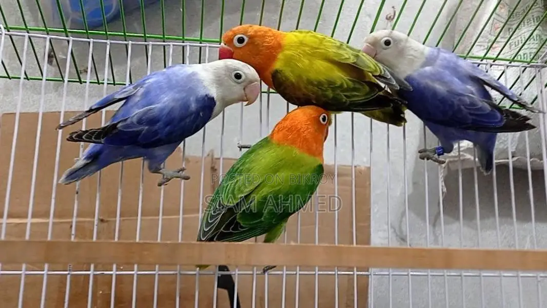 Lovebirds