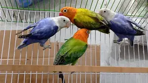 Lovebirds