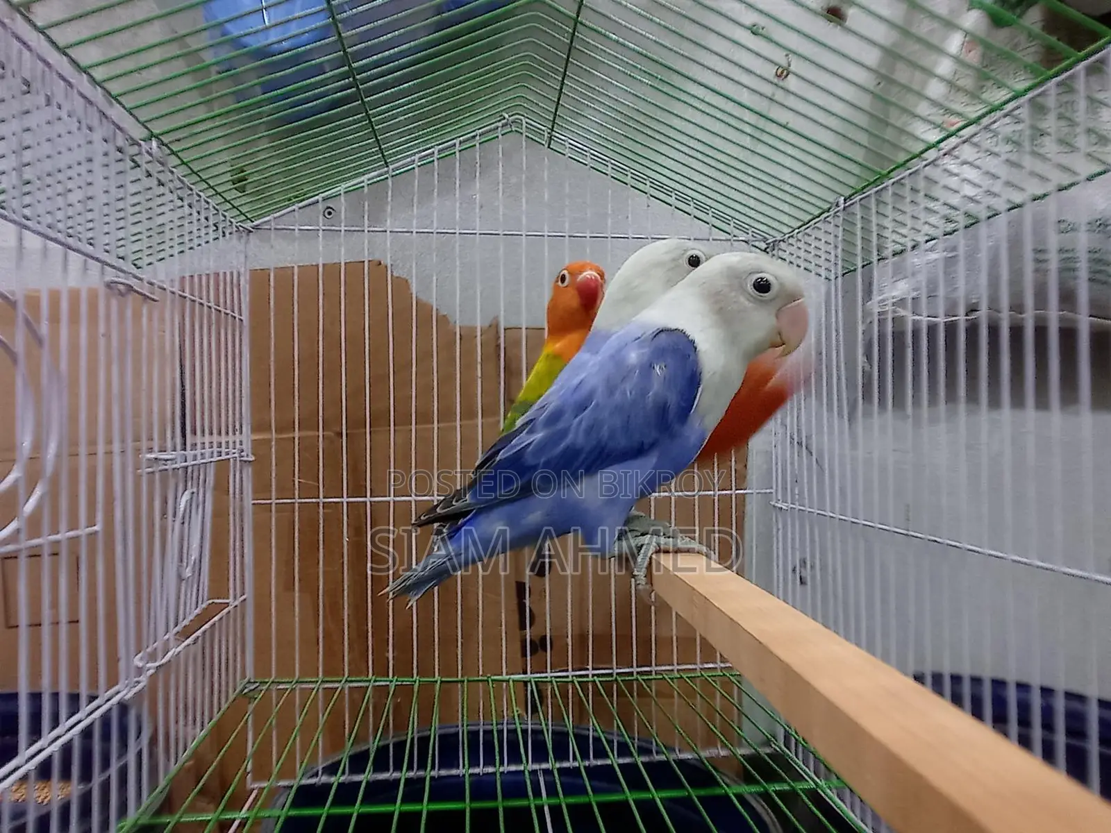 Lovebirds