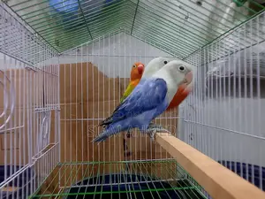 Lovebirds