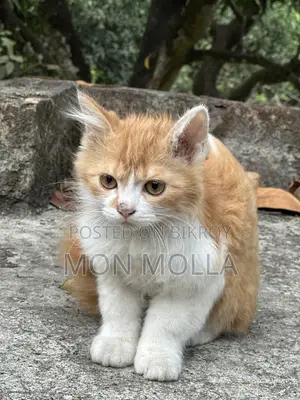 Cute Cat