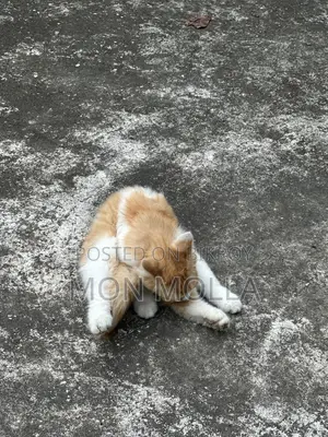 Cute Cat