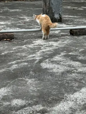 Cute Cat