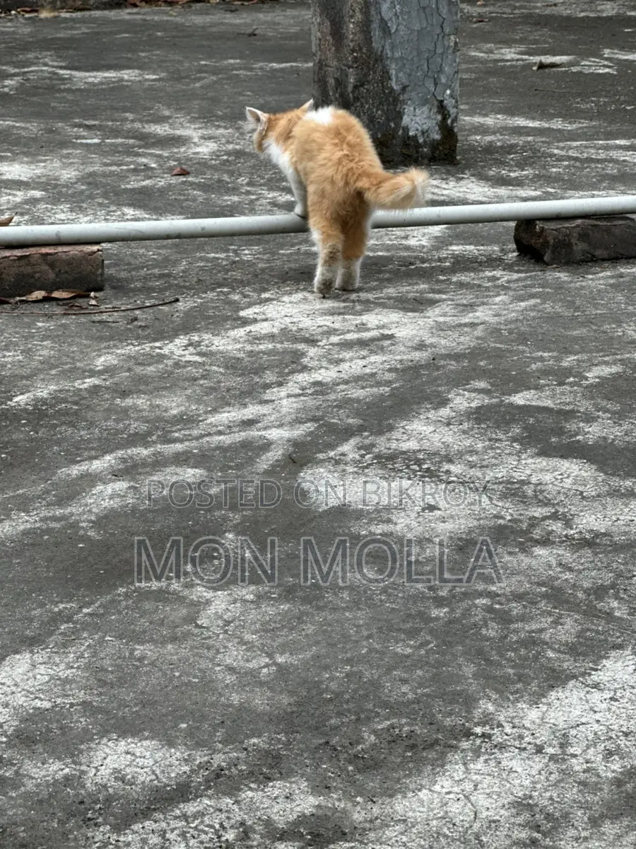 Cute Cat