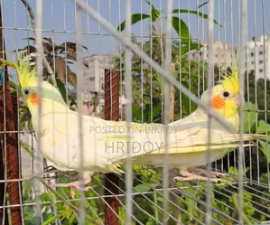 ককাটেল পাখি লুটিনো Cockatiel pakhi lutino