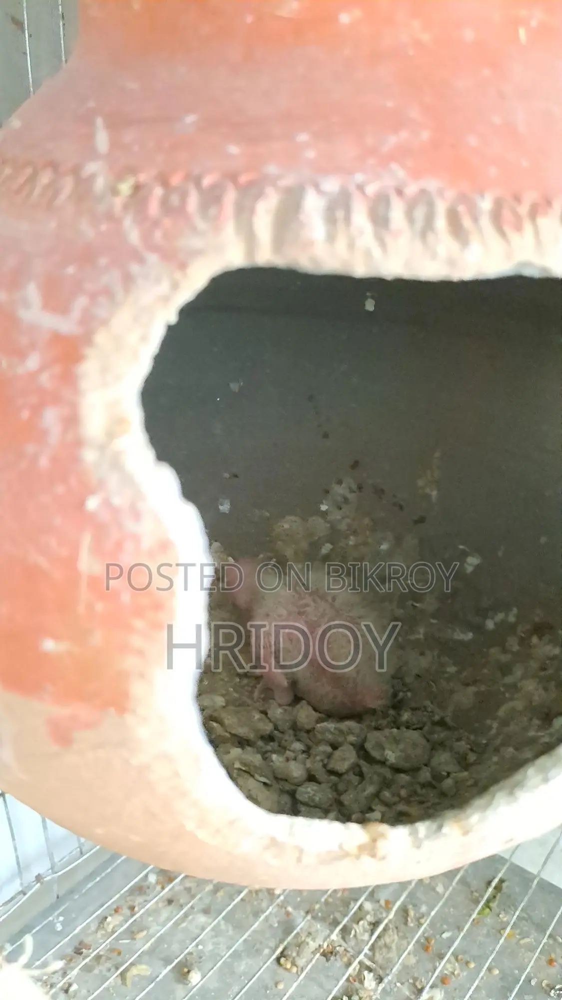 ককাটেল পাখি লুটিনো Cockatiel pakhi lutino