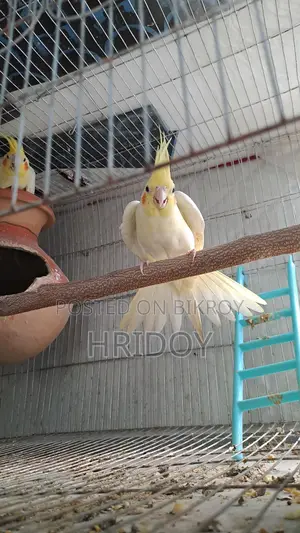 ককাটেল পাখি লুটিনো Cockatiel pakhi lutino