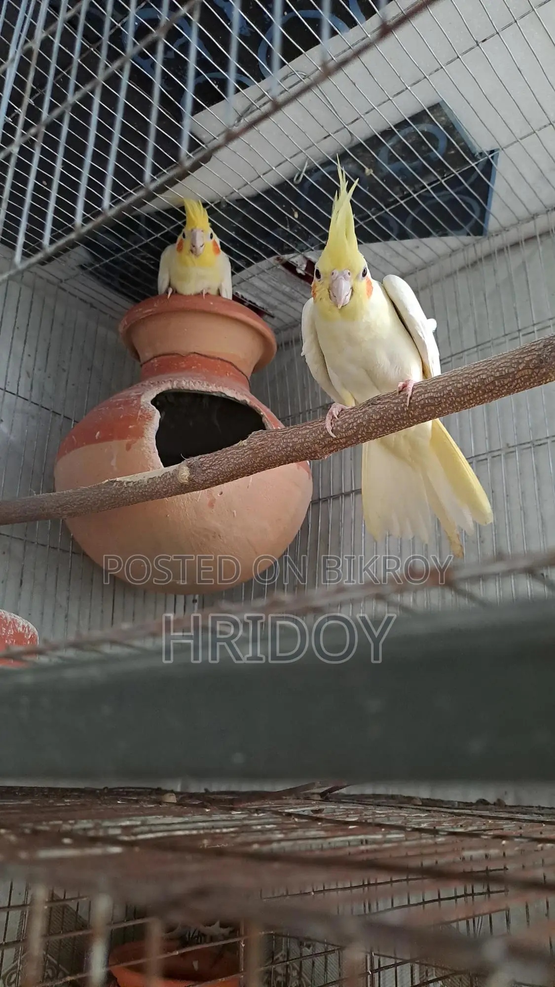 ককাটেল পাখি লুটিনো Cockatiel pakhi lutino