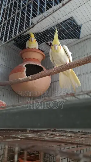ককাটেল পাখি লুটিনো Cockatiel pakhi lutino