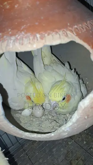 ককাটেল পাখি লুটিনো Cockatiel pakhi lutino