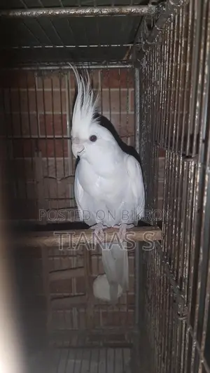 Cockatiel Male