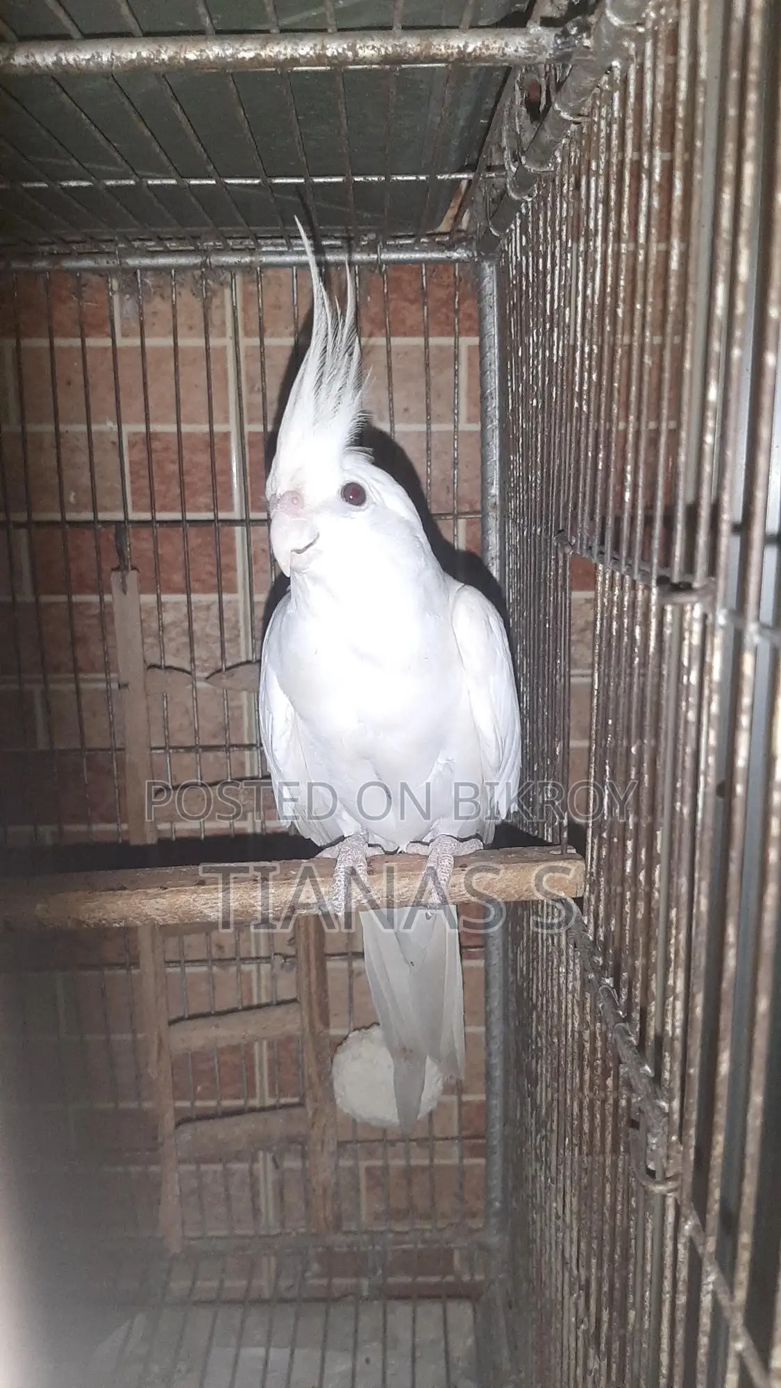 Cockatiel Male