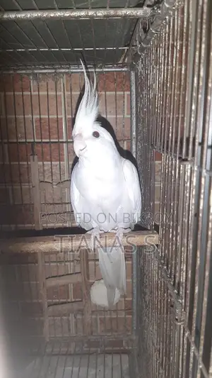 Cockatiel Male