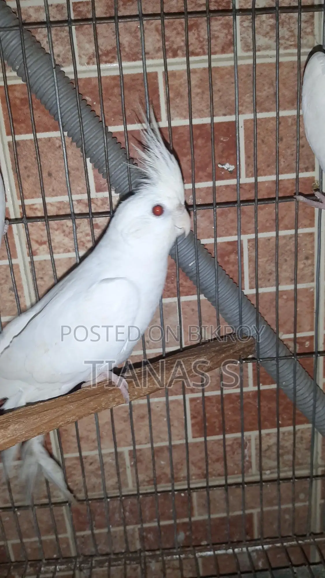 Cockatiel Male