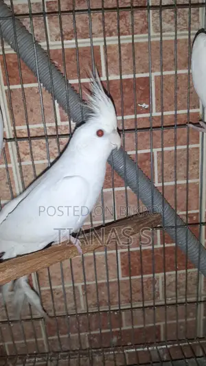 Cockatiel Male