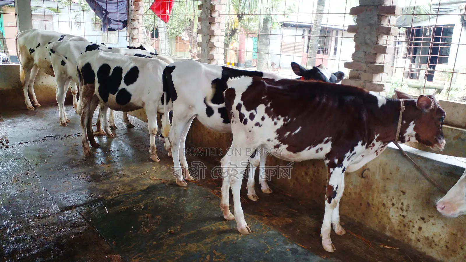 ১১০০নং ৫টি বকনা কিনুন অল্প দামে।