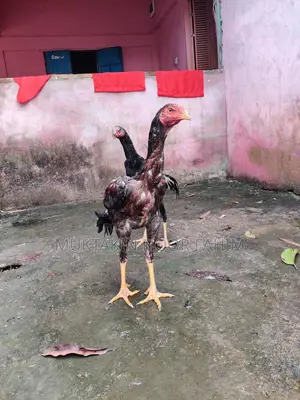 আসিল মুরুগ