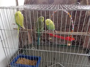 পাখি বিক্রি হবে