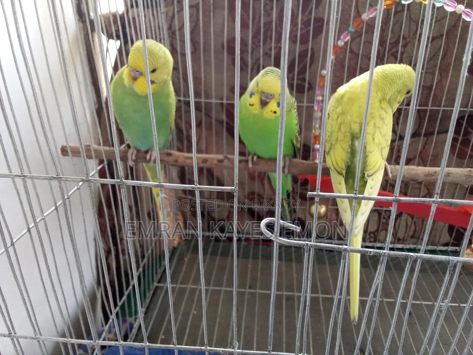 পাখি বিক্রি হবে