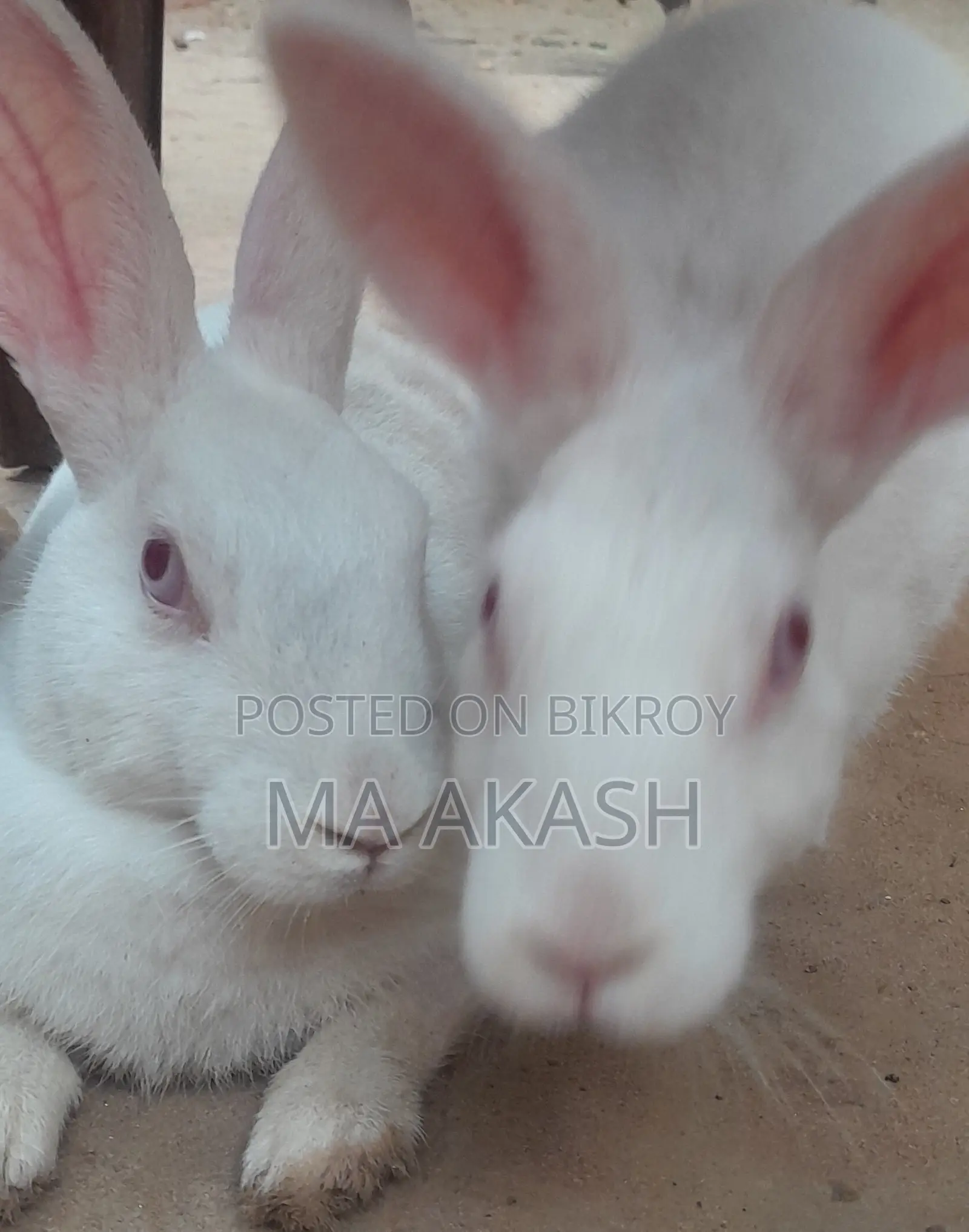 Female Rabbit
