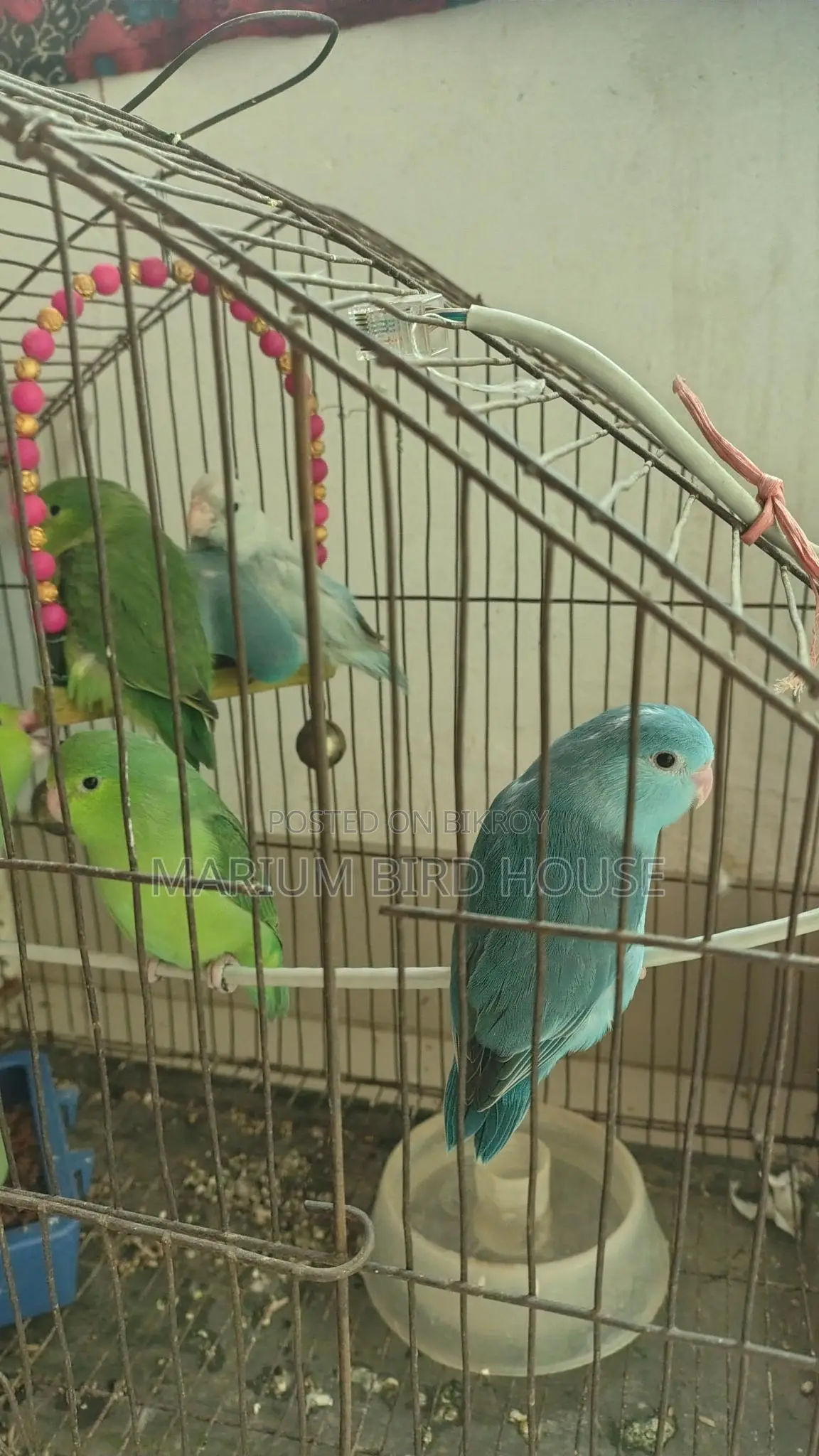 Forpus Bird