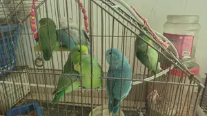 Forpus Bird