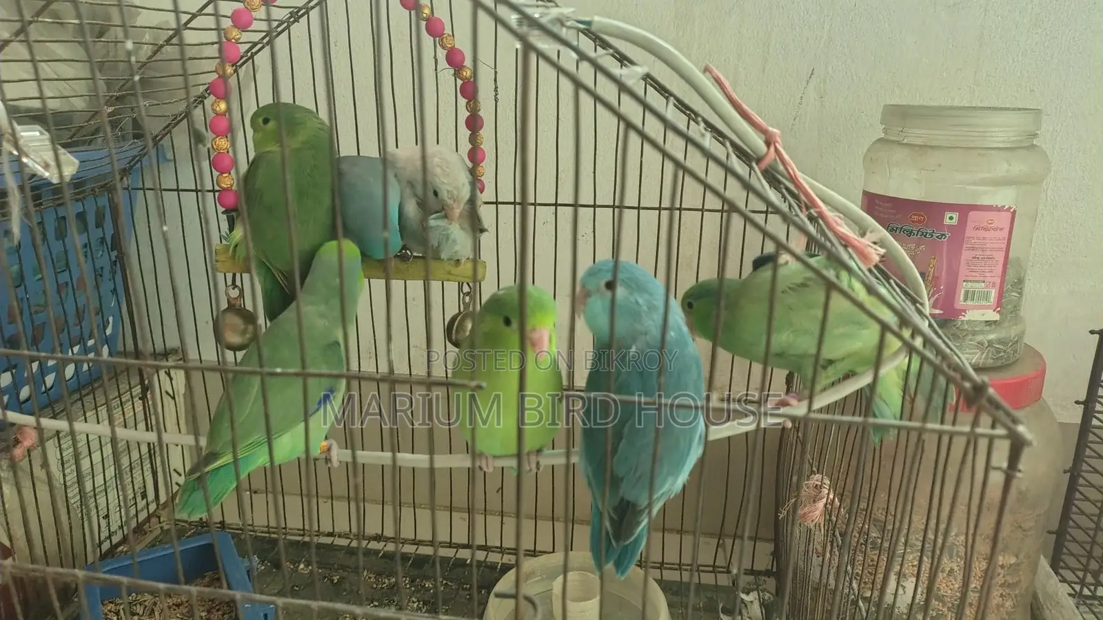 Forpus Bird