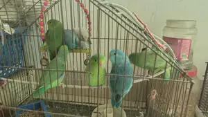 Forpus Bird