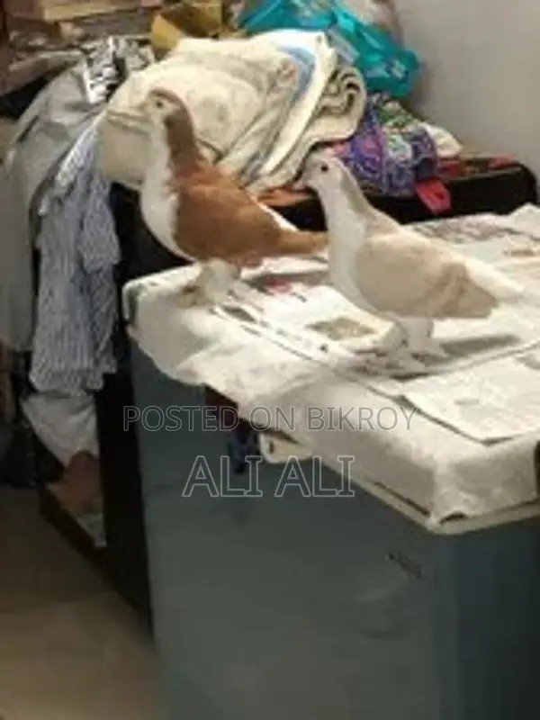 ইমপোর্টেড লাহোর অ্যাডাল্ট পেয়ার রিং বোথ