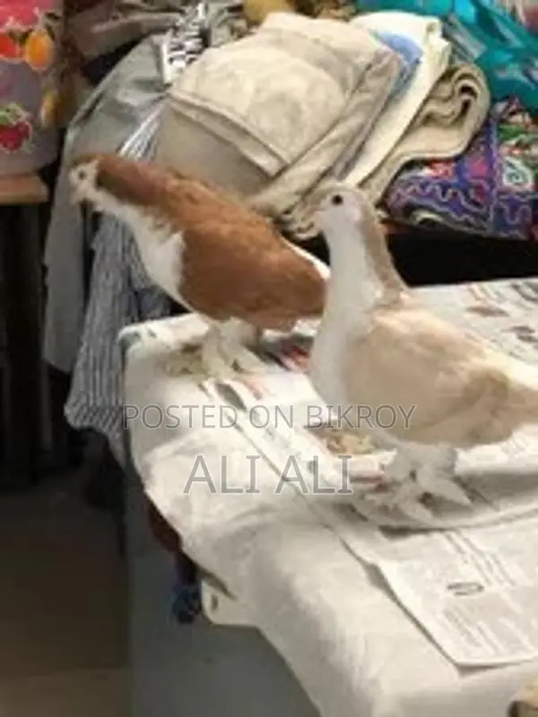 ইমপোর্টেড লাহোর অ্যাডাল্ট পেয়ার রিং বোথ