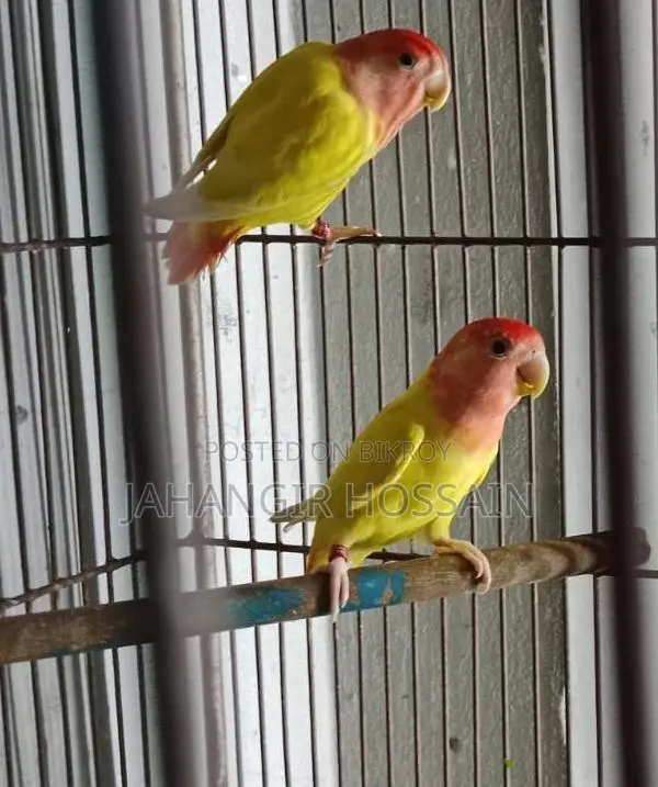 Lutino Lovebird 1 Pair with DNA