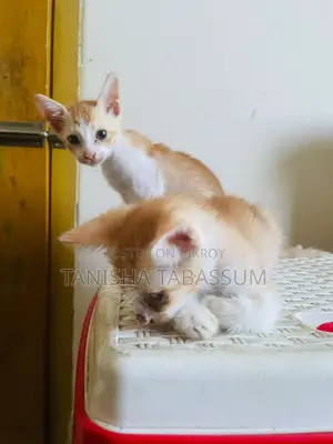Cat For Adoption