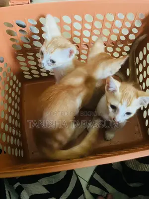 Cat For Adoption
