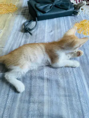 Cat For Adoption
