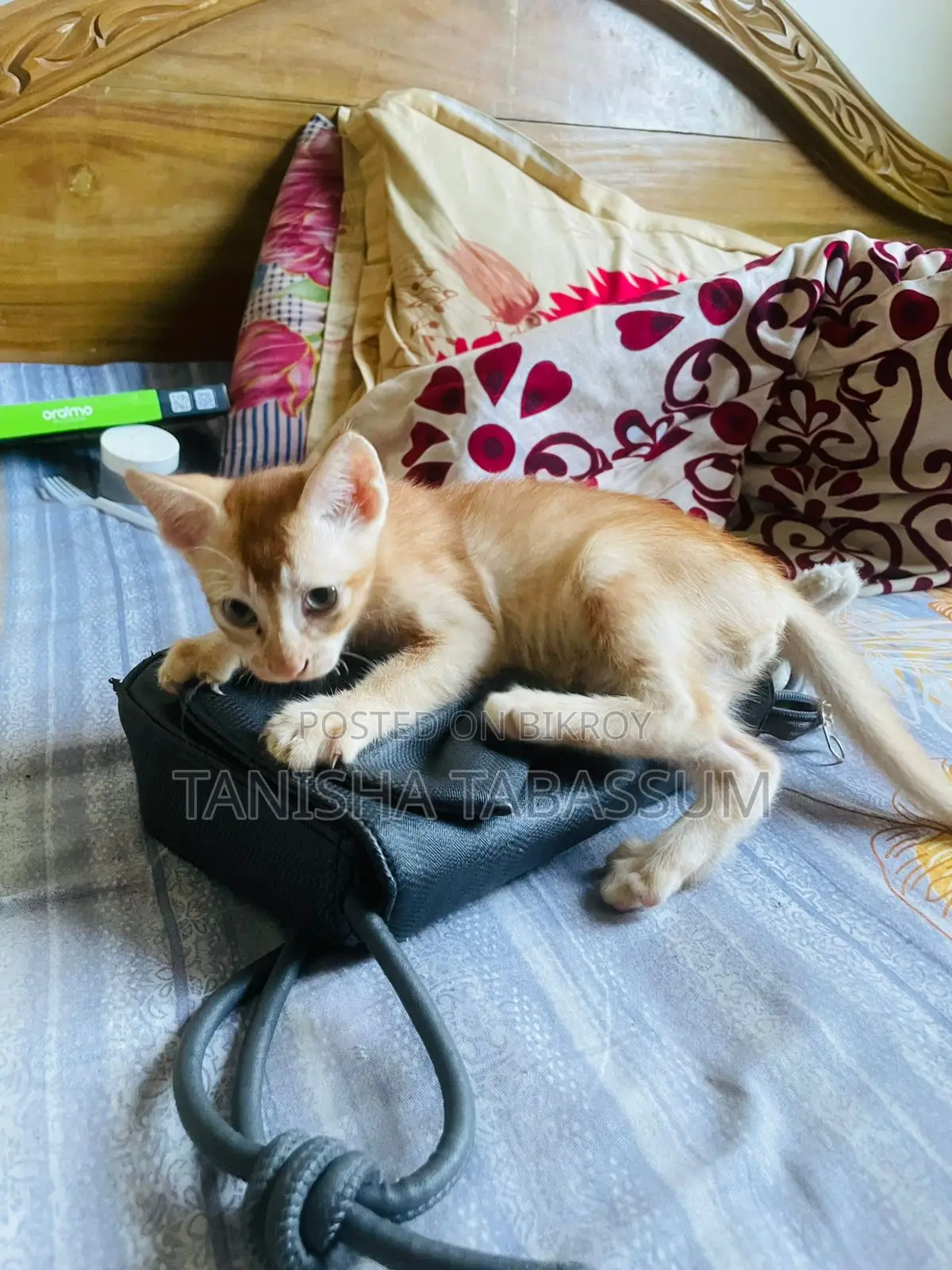 Cat For Adoption