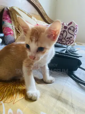 Cat For Adoption