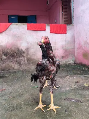 আসিল মুরুগ