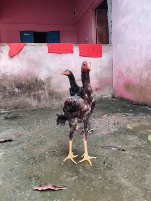 আসিল মুরুগ