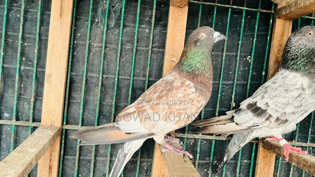 Old Breed Safchila Male Pigeon