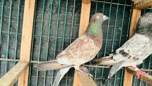 পুরান জাতের সাফচিলা নর