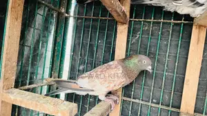 Old Breed Safchila Male Pigeon