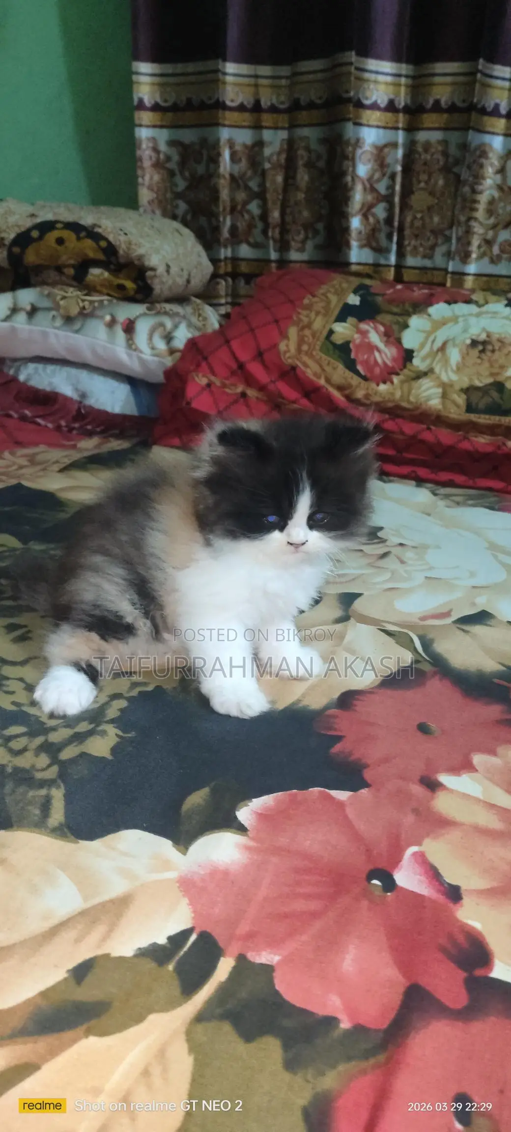 পারশিয়ান হাই কোয়ালিটি ফিমেল বেবি,