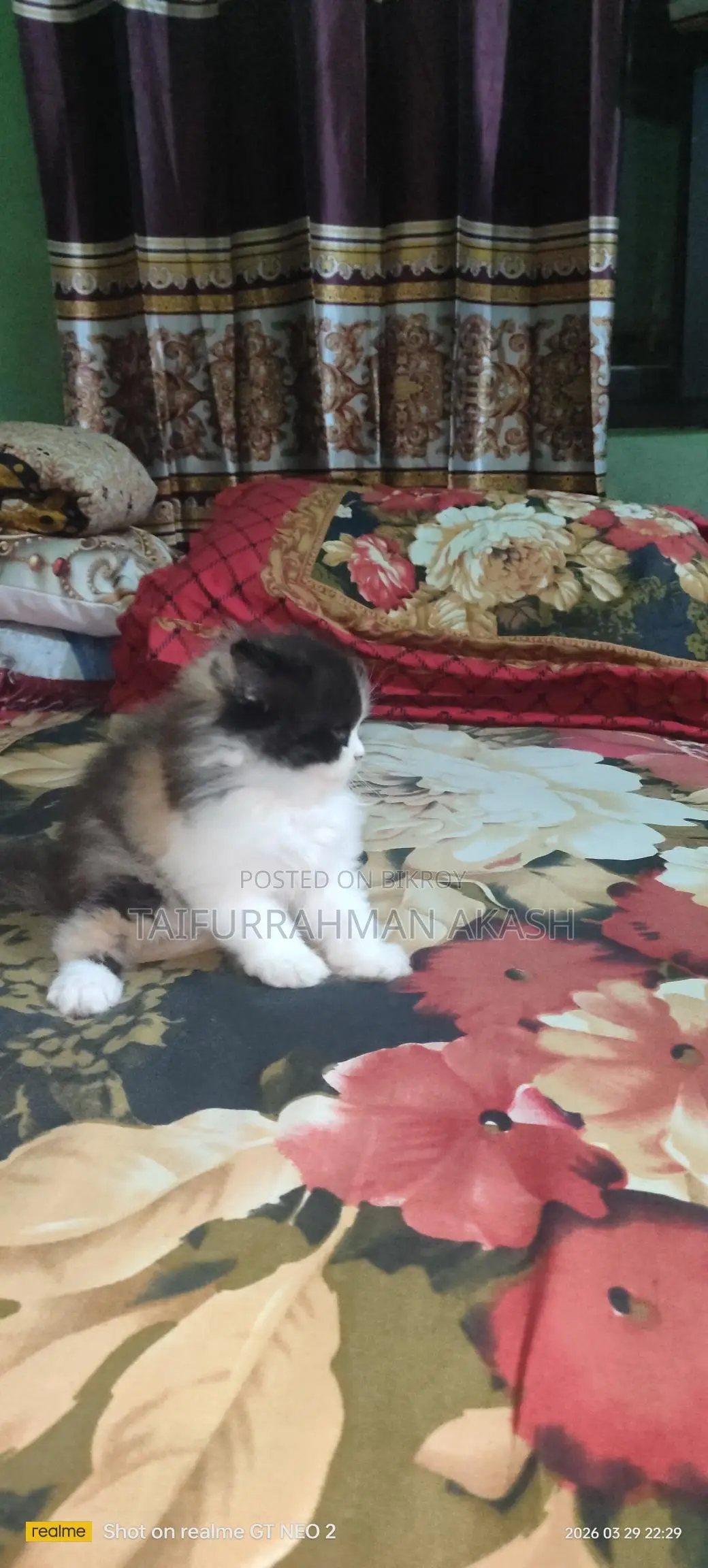 পারশিয়ান হাই কোয়ালিটি ফিমেল বেবি,