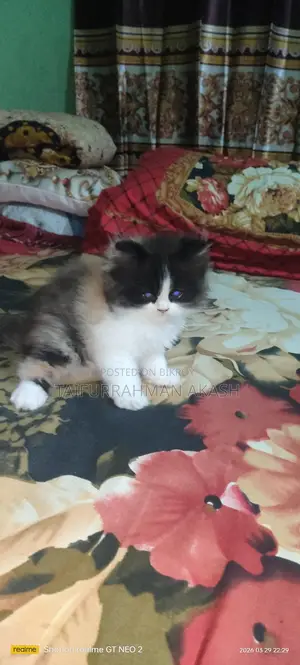 পারশিয়ান হাই কোয়ালিটি ফিমেল বেবি,