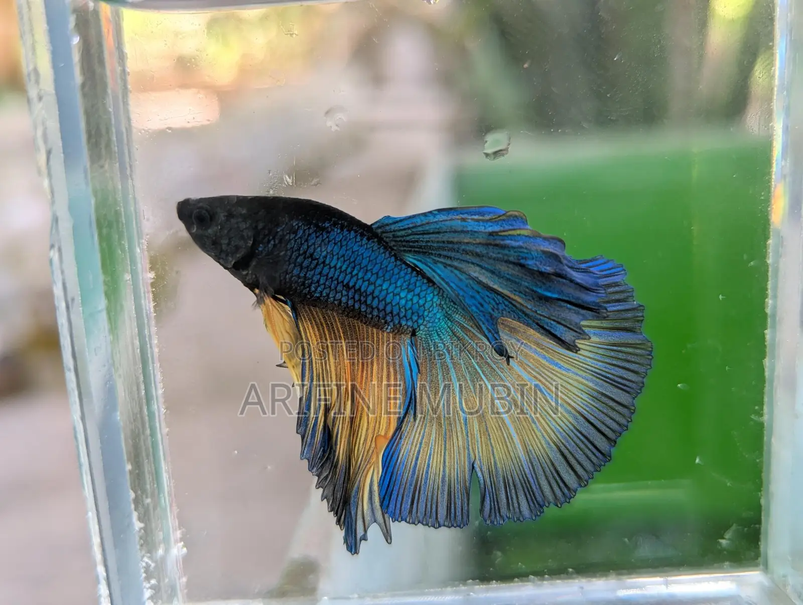 Betta Fish